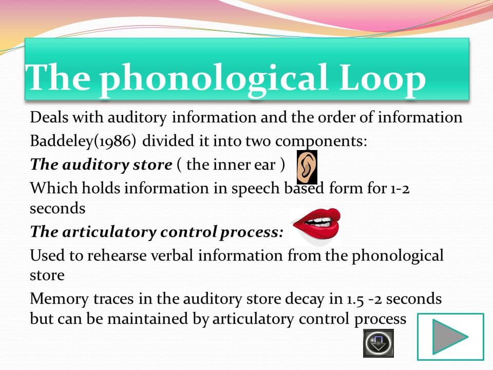 The phonological loop is a component of working memory model that deals with auditory information.