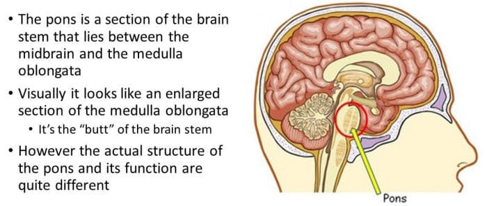 The pons is a major structure in the upper part of your brainstem. It regulates waking and relaxing .