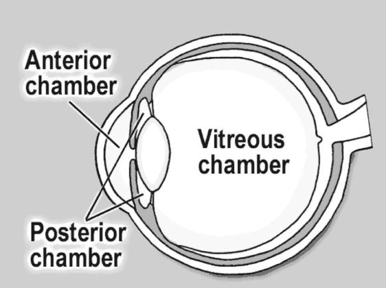 The posterior chamber is a narrow space behind the peripheral part of the iris , and in front of the suspensory ligamen…