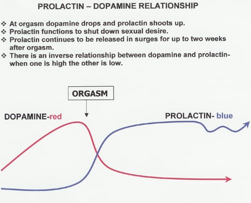 Prolactin is related to sexual gratification and is associated with relieving sexual arousal after an orgasm