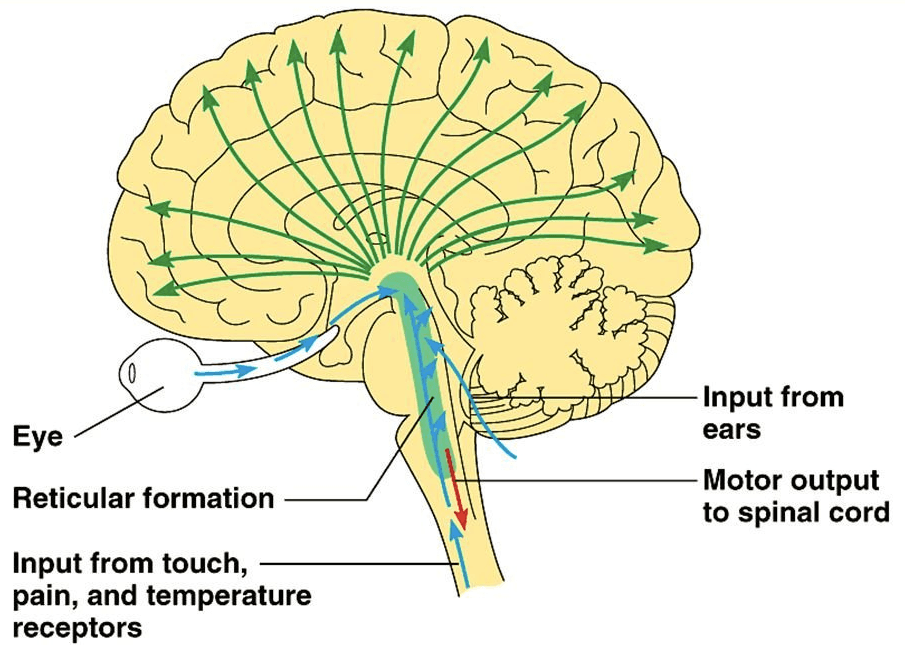The reticular formation is a portion of the brain that is located in the central core of the brain stem . Its functions…