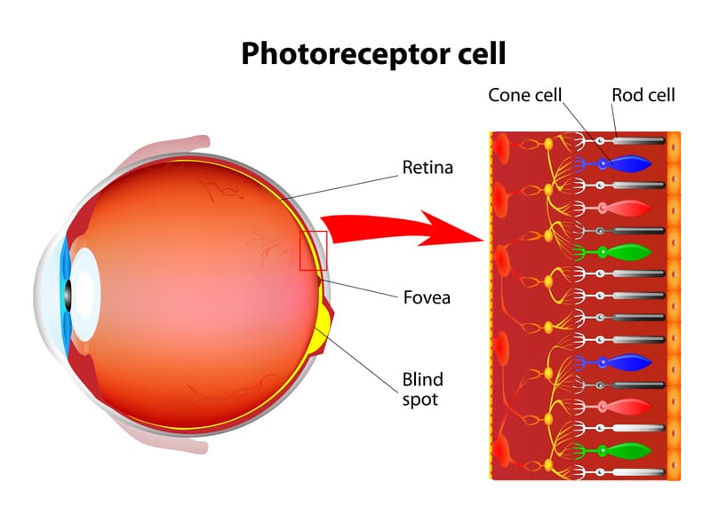 Rods and Cones: Rhodopsin is a biological pigment found in the rods of the retina.