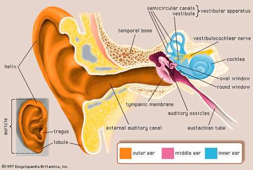 Semicricular Canals: Semicircular canals are responsible for balance.