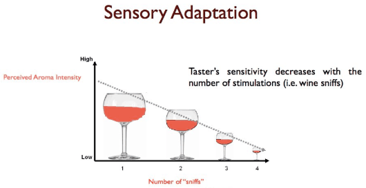Sensory adaptation can increase or decrease our receptors sensitivity to the stimulus.