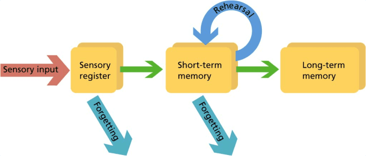 Sensory and Short Term Memory: Sensory memory and short term memory are transient and based on neurotransmitter activity .