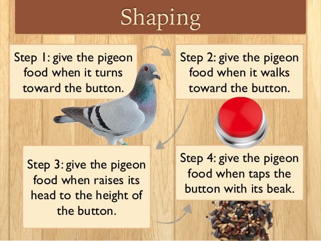 Shaping is when behavior that is closer and closer to the target behavior is reinforced .