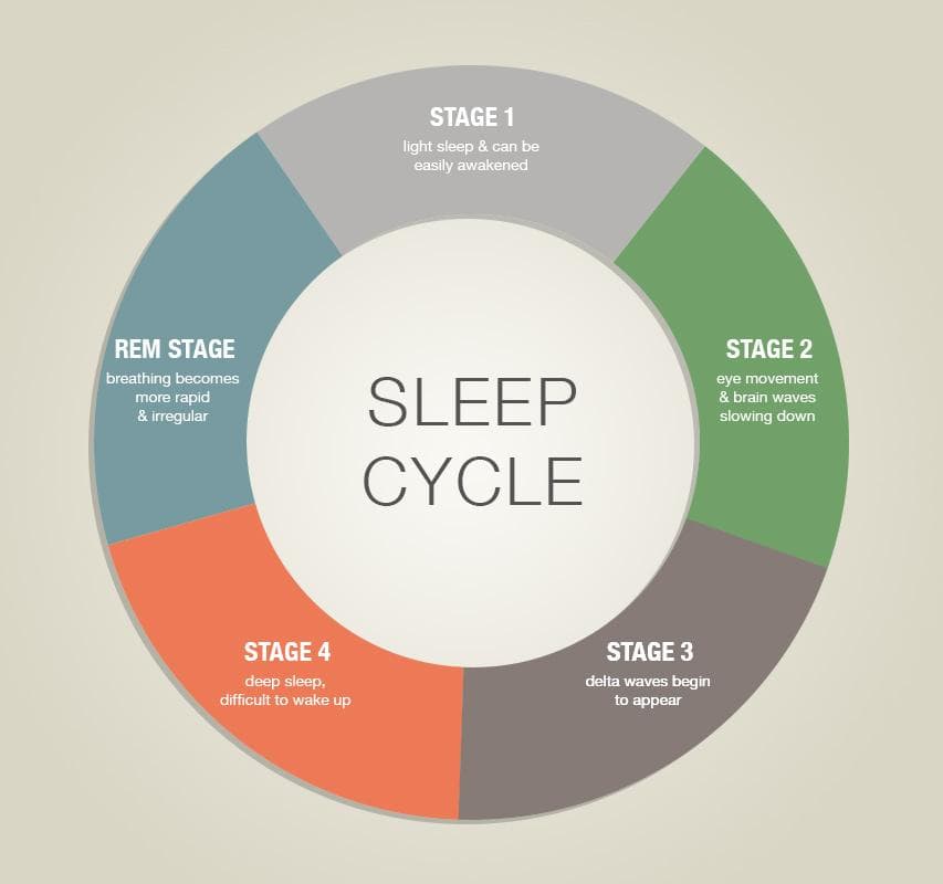 Sleep Cycle: During sleep stage(s) 3 & 4 , delta waves appear on EEG.