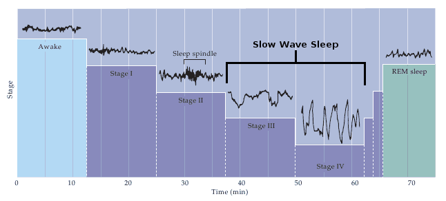 Slow Wave Sleep: Slow-wave sleep (SWS) occurs during stage(s) 3 and 4 of sleep.