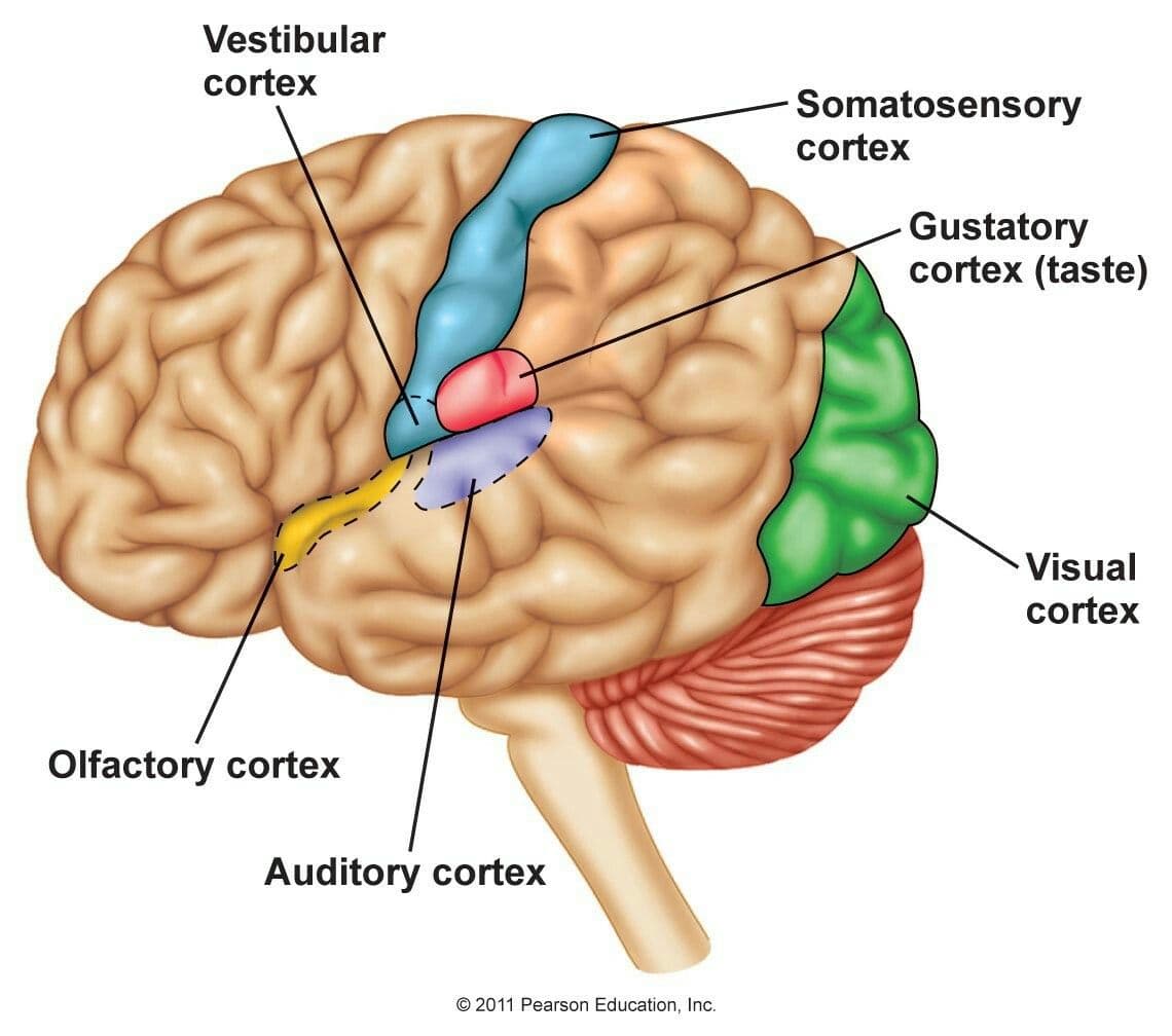 The somatosensory cortex receives all sensory input from the body and it is located in the parietal lobe.