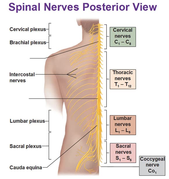 Spinal nerves arise from the spinal cord and are distributed in the other parts of the body such as the skin, skeletal…