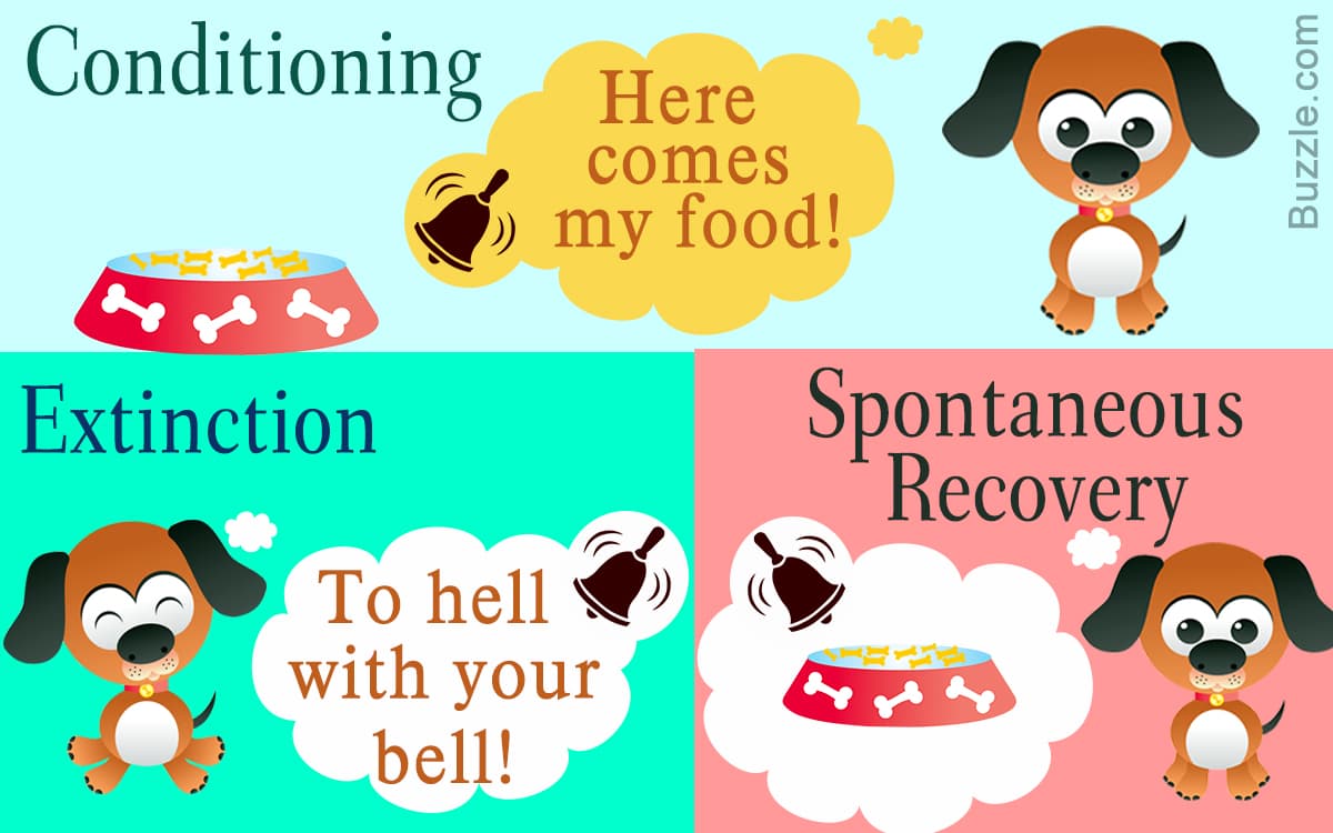 Spontaneous recovery refers to the re-emergence of a previously extinguished conditioned response after a delay