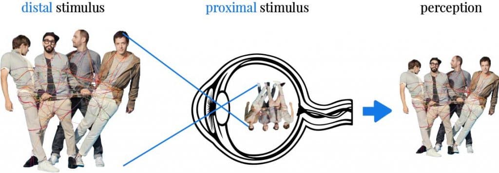 Proximal stimuli are the patterns of stimuli from these objects and events that actually reach your senses (eyes, ears,…