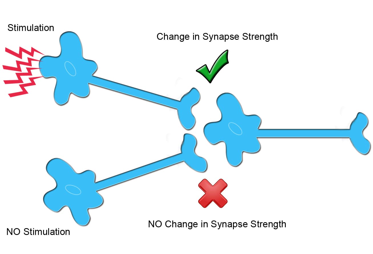 Synaptic plasticity is change that occurs at synapses , the junctions between neurons that allow them to communicate.