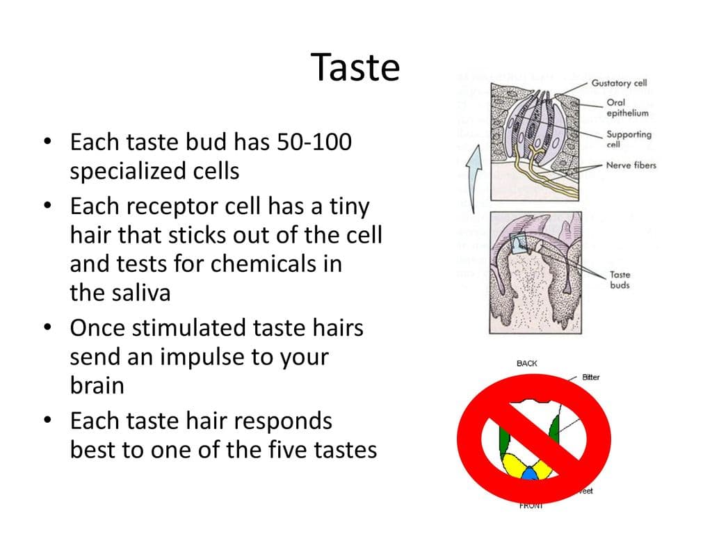 Taste Buds: One taste bud is capable of tasting up to all 5 taste(s).
