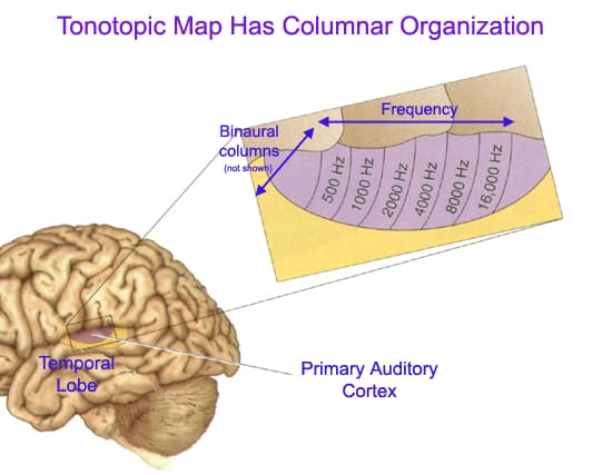 The primary auditory cortex is separated by regions which detect different frequencies . This is called tonotopical map…