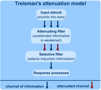 Treisman's attenuation theory proposes that incoming information is restricted at some point in processing, so only a p…