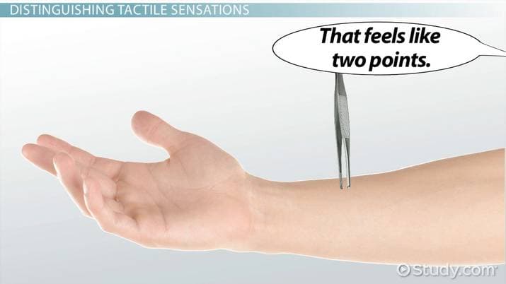 Two Point Sensation: The two-point threshold is the minimum distance necessary between two points of stimulation on the skin such that the p…