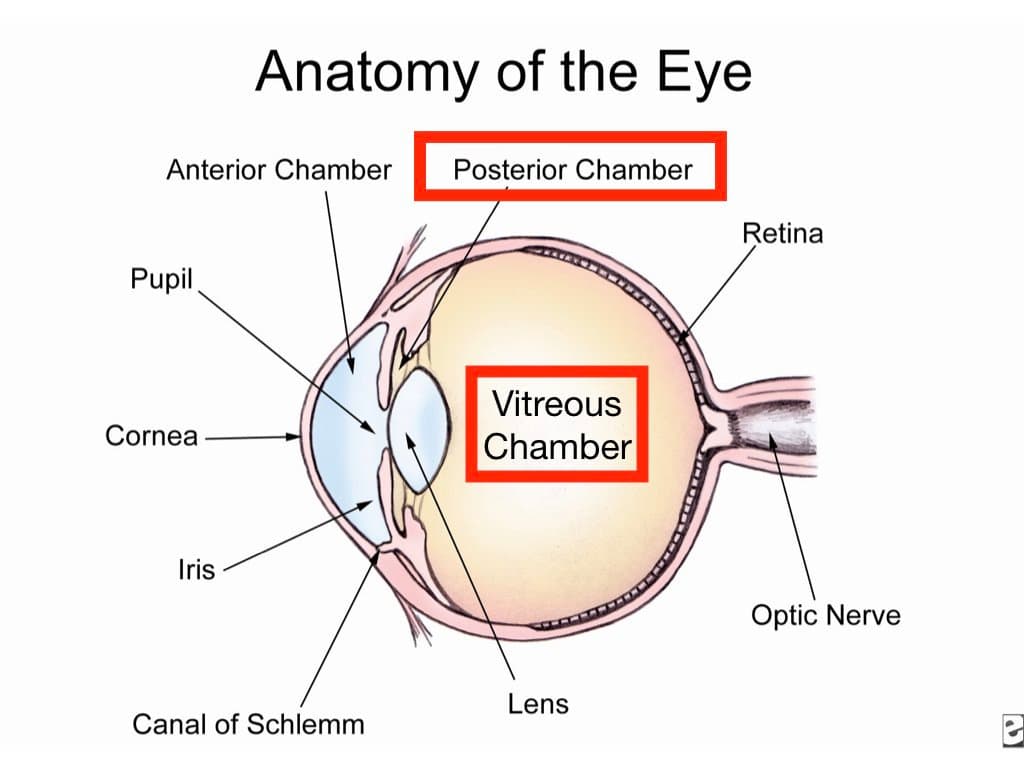 The vitreous chamber is the largest of the three chambers and is located behind the lens and in front of the optic nerve