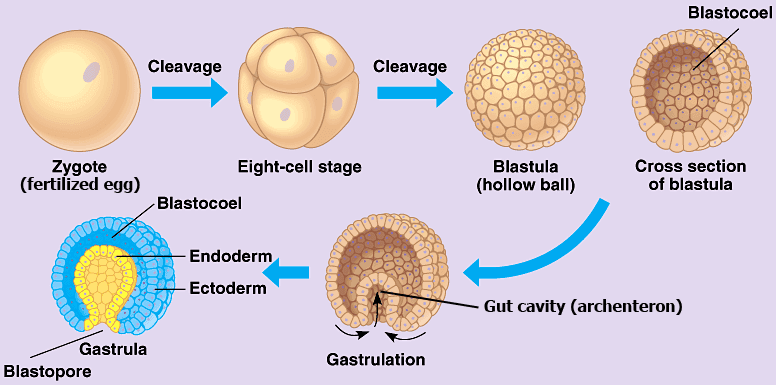 Steps of zygote development 1 cell → 2 cell → 4 cell → 8 cell → 16 cell → morula (32 cell) → blastocyst → gastrula → ne…