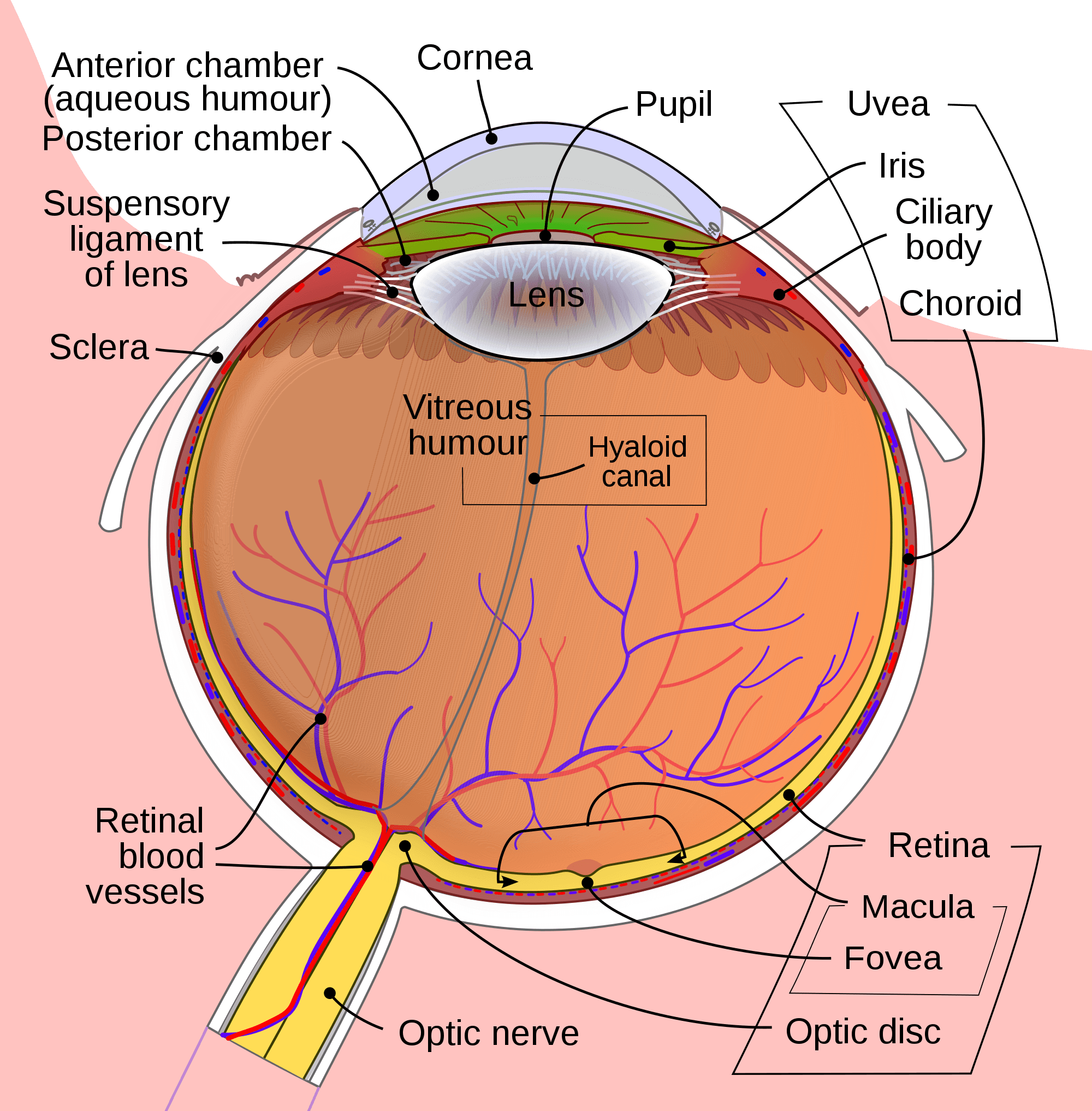 2000px Schematic diagram of the human eye en.svg: The posterior chamber is the area behind the iris to the back of the lens