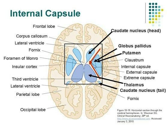 The internal capsule contains the corticospinal tract