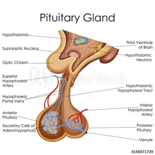 Posterior pituitary hormones ADH (vasopressin) Oxytocin