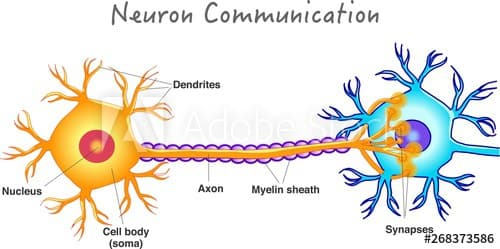 Transmission is the electrical activation of one neuron by another neuron
