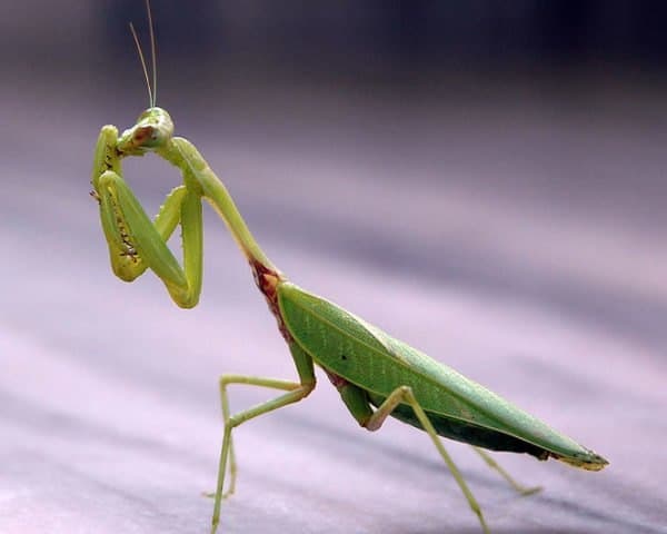 663px Praying mantis india 600x480: Fixed-action patterns are sequences of coordinated movement performed without interruption