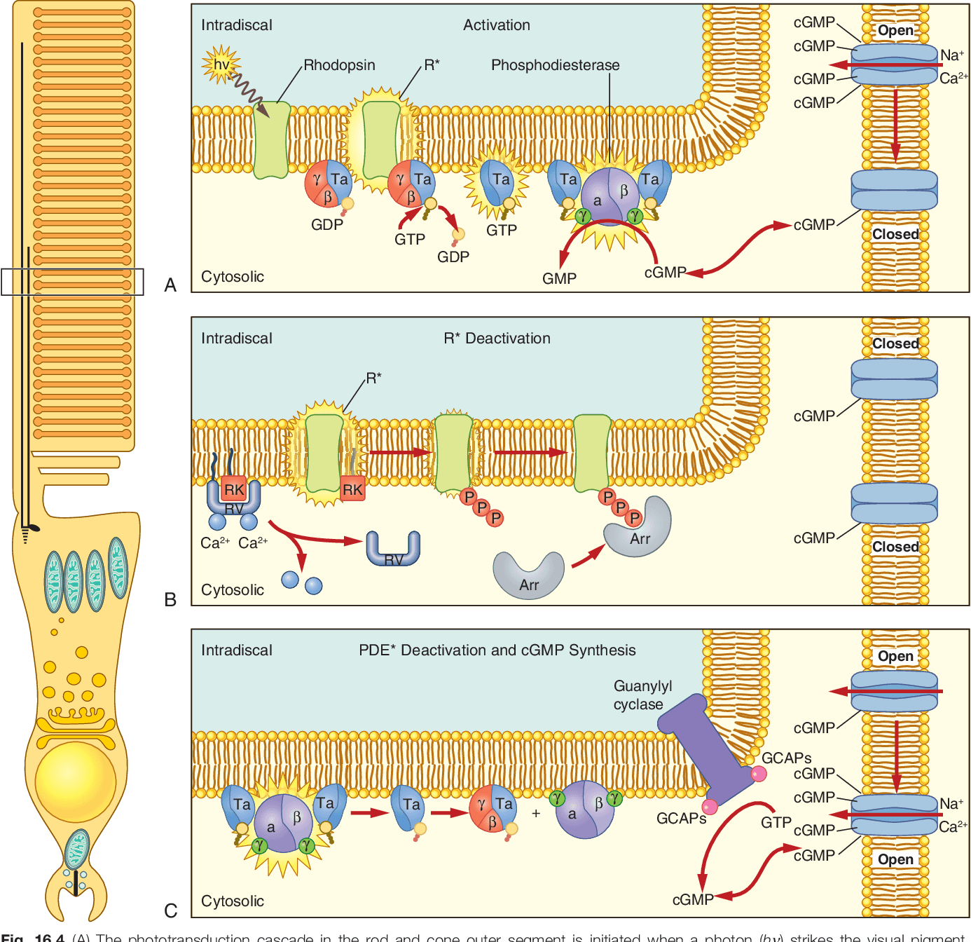 7 Figure16.4 1: The steps to the phototransduction cascade include: light hits cis-retinal and converts it to trans-retinal rhodopsin c…