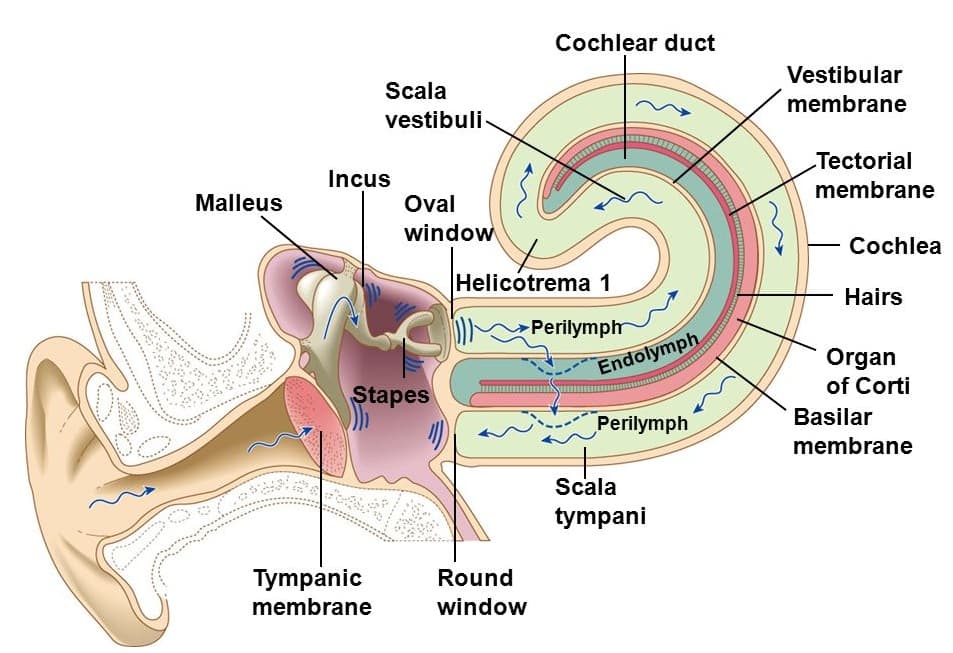 The semicircular canals are filled with endolymph, which is a fluid that shifts to help detect what direction our head…