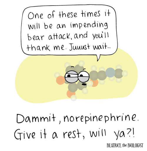 Norepinephrine is released to the cerebral cortex and the ANS