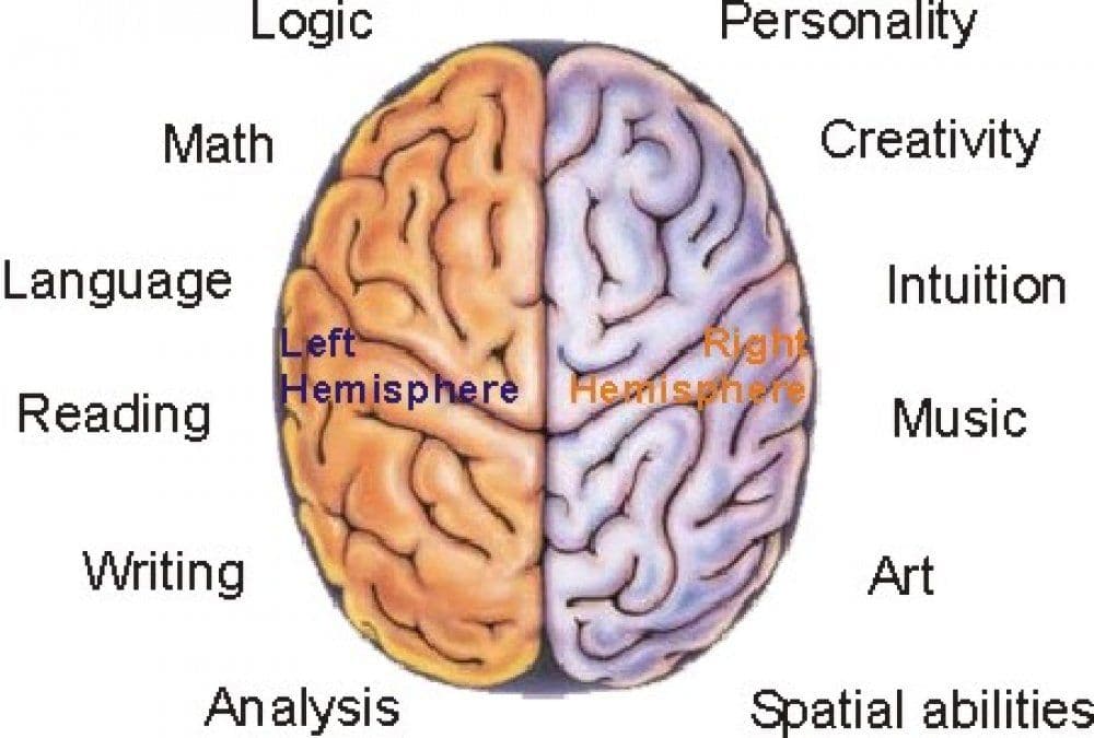 The left hemisphere of the brain is involved in language