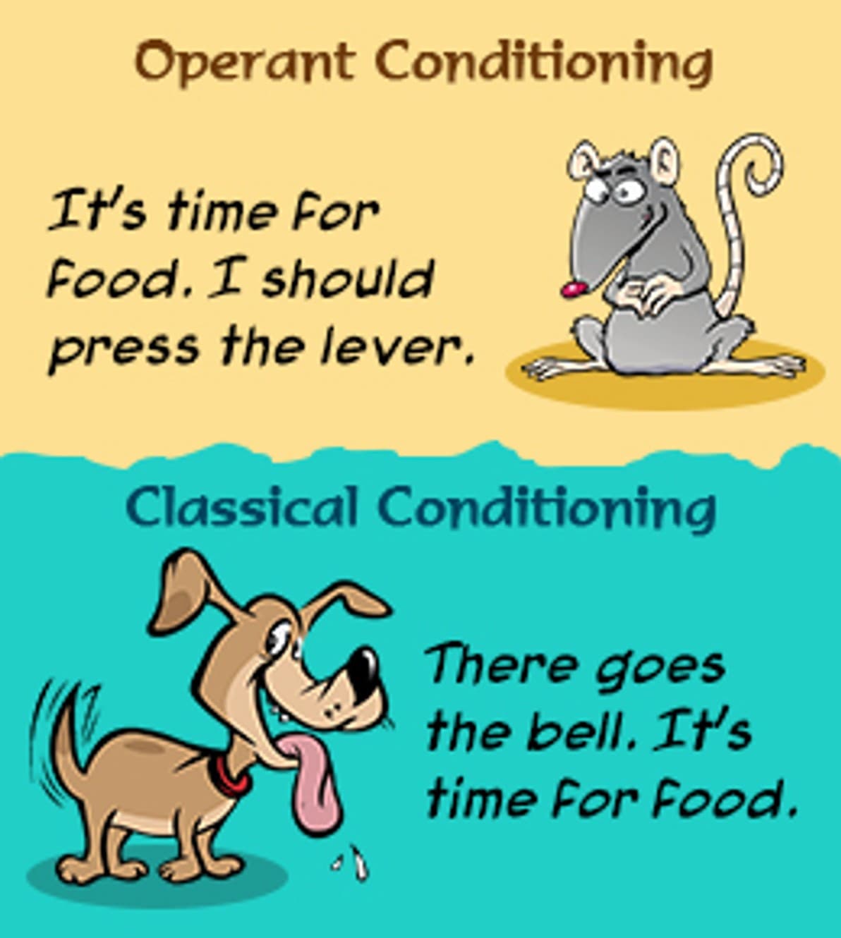 Operant conditioning focuses on the relationship between behavior and their consequences and how the consequences influ…