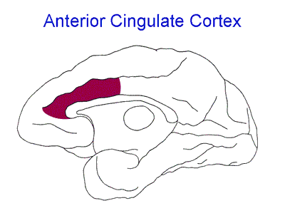 Anterior Cingulate Cortex: In stressed individuals, the anterior cingulate stops responding to serotonin