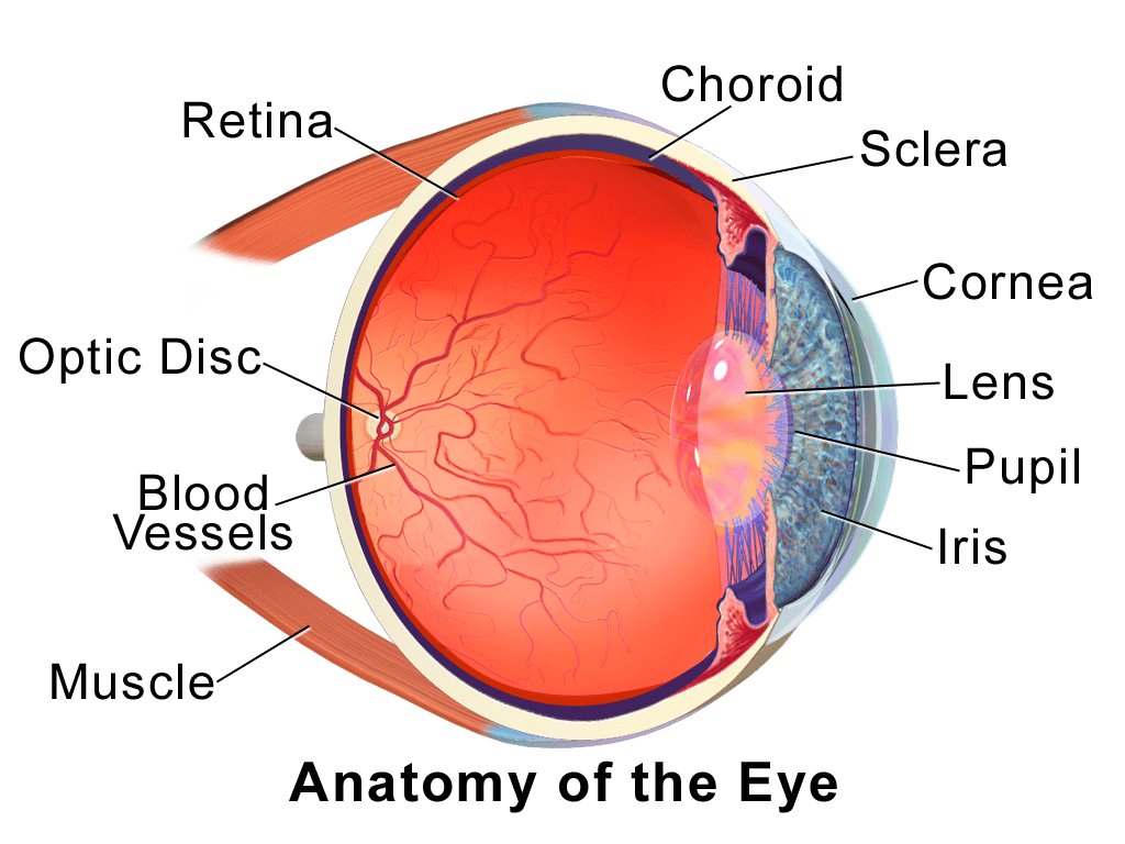 Blausen 0388 EyeAnatomy: The choroid is a black, pigmented network of blood vessels that help nourish the retina.