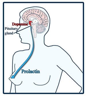 Dopamine produced in the arcuate nucleus controls prolactin release