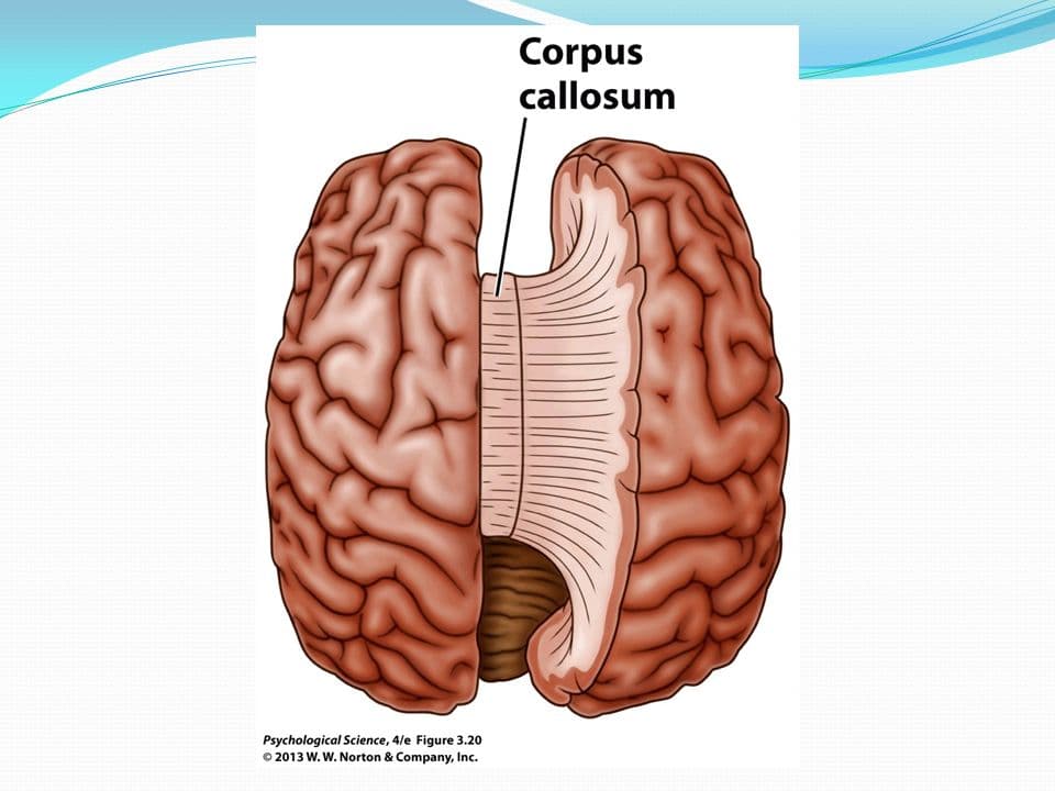 FIGURE 3.20 The Corpus Callosum: The corpus collosum connects the two cerebral hemispheres
