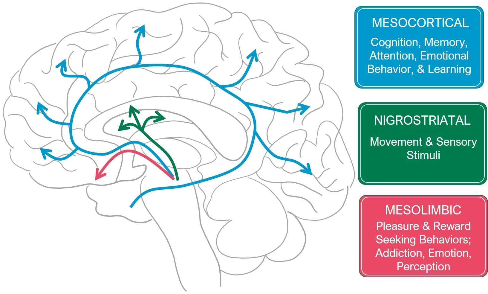 Figure1: Dopamine is produced in the arcuate nucleus, substantia nigra, and VTA.