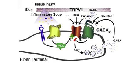 Figure 7G Cropped: In response to pain/temperature inducing molecules being released, the TRPV1 receptor will change conformation and even…