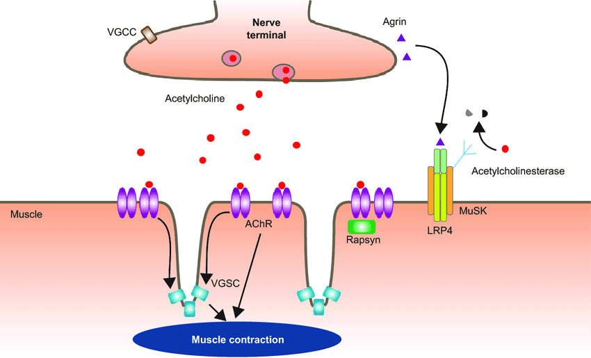 Acetylcholine is released for LMNs and the ANS