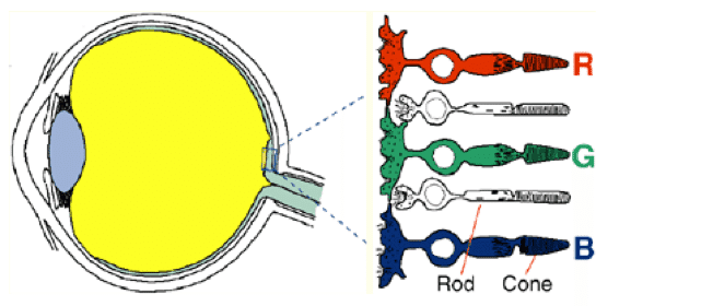 Human Eye Cones Structure: Rods detect light and discern low levels of detail