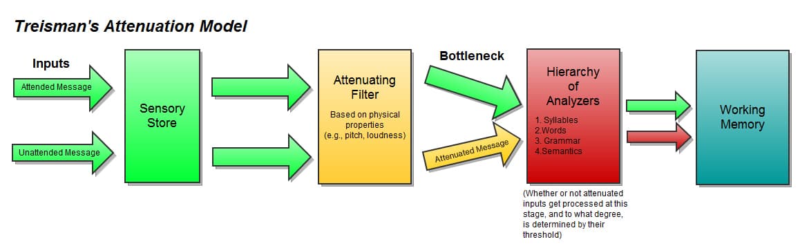 Treisman's Attenuation Theory states that stimuli enter the sensory register --> attenuator --> perceptual process -->…