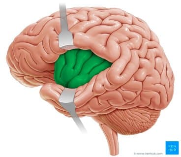 What 2 brain areas are often associated with disgust? Insula Basal Ganglia