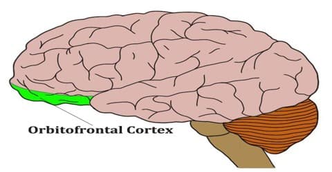 Orbitofrontal Cortex: Smell synapses at the oribofrontal cortex