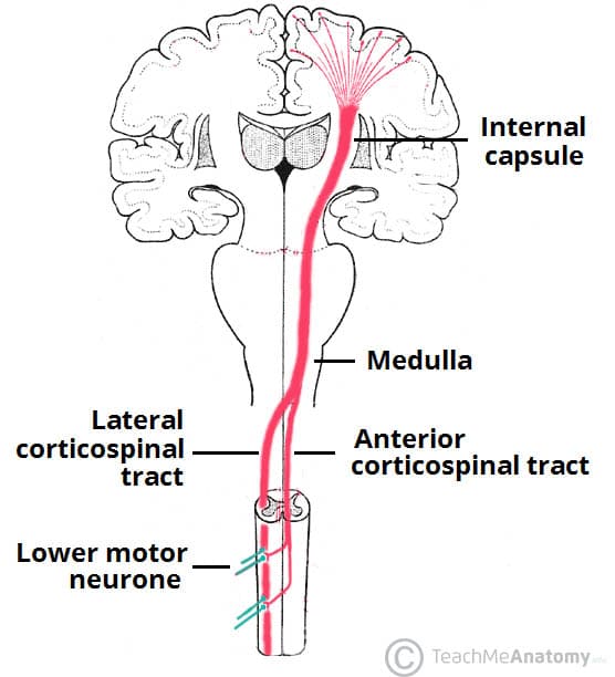 Overview of the Corticospinal Tracts Anterior and Lateral.: The corticospinal tract is when UMN's of the cerebral cortex synapse on LMN's in the spinal cord