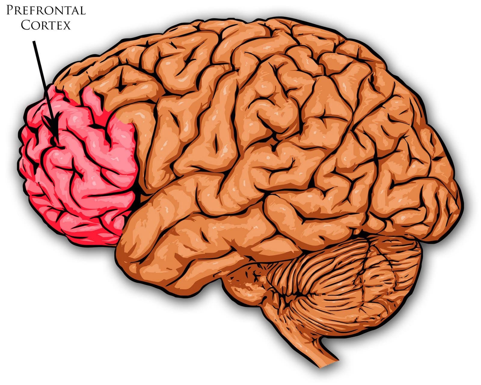 The prefrontal cortex is responsible for higher-order functions, executive control, problem solving, decision making, a…