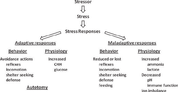 The stressor is the threatening/challenging event that causes stress