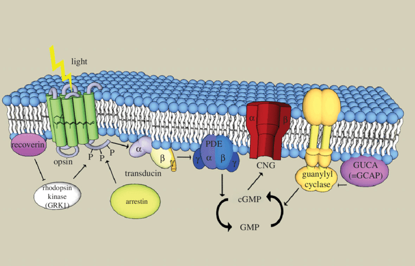 Transduction occurs whenever energy is transformed from one form to another