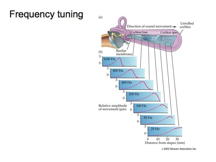 Slide4: Basilar tuning enables the cochlea to differentiate between sounds of varying frequencies