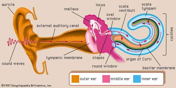 Sound waves mechanism hearing ear canal membrane: The stapes is attached to the oval window